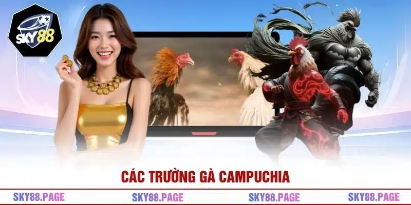 Các trường gà Campuchia 