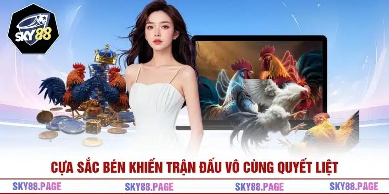 Cựa sắc bén khiến trận đấu vô cùng quyết liệt