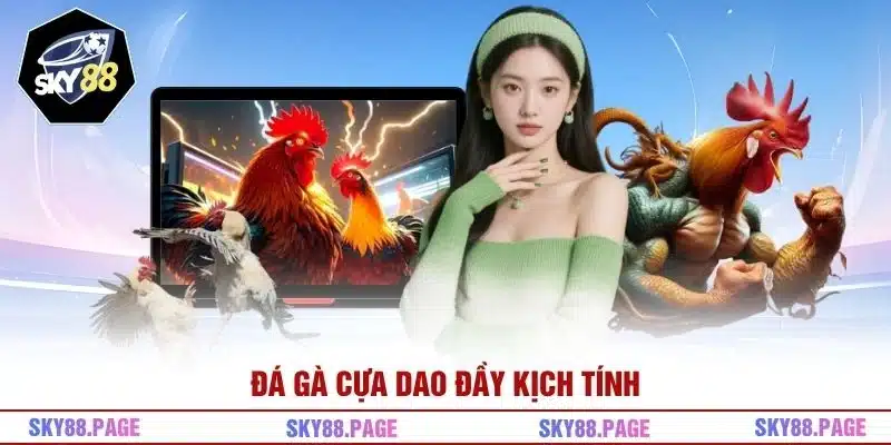 Đá gà cựa dao đầy kịch tính