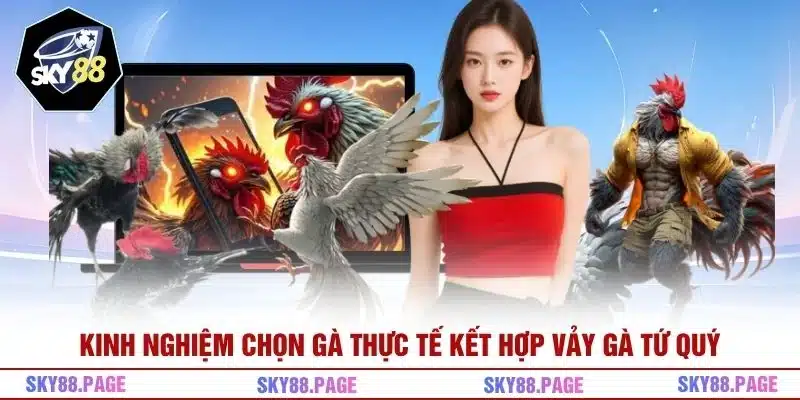 Kinh nghiệm chọn gà thực tế kết hợp vảy gà tứ quý