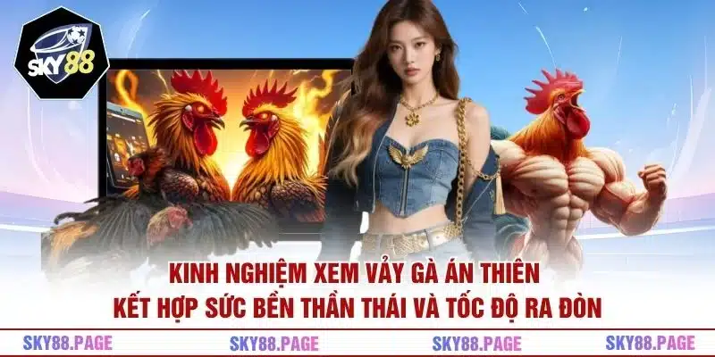 Kinh nghiệm xem vảy gà Án Thiên kết hợp sức bền thần thái và tốc độ ra đòn