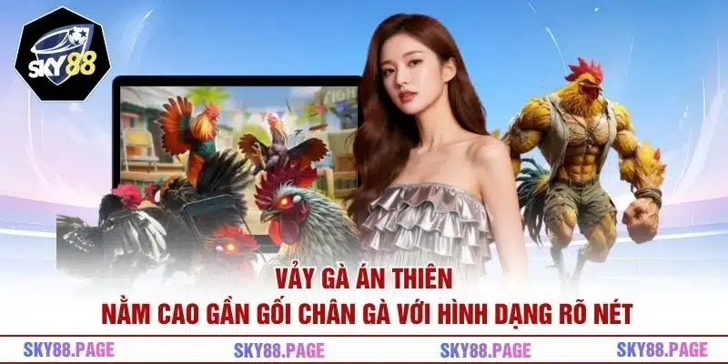 Vảy gà Án Thiên nằm cao gần gối chân gà với hình dạng rõ nét